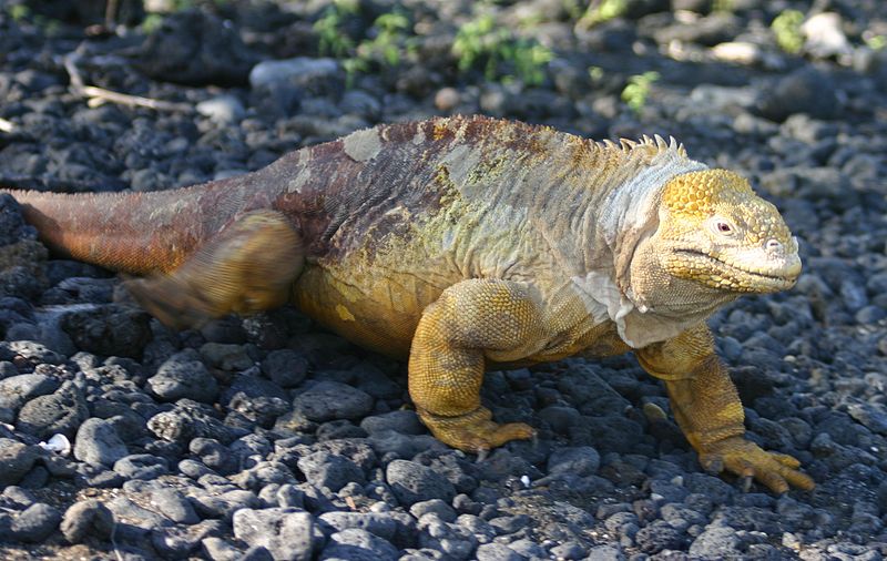 800px-Land_Iguana_Fernandina