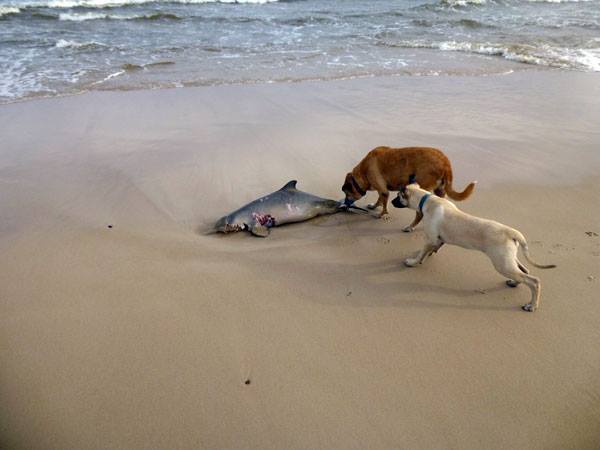 Bengi&Gitaw.RiverDolphin