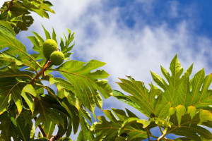 breadfruit-plant