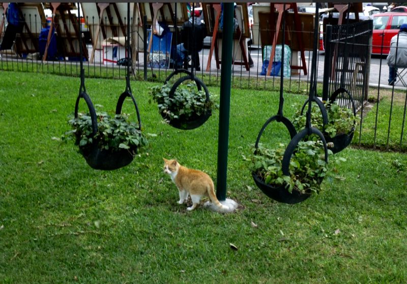 Cats, Parque Kennedy, Lima Peru