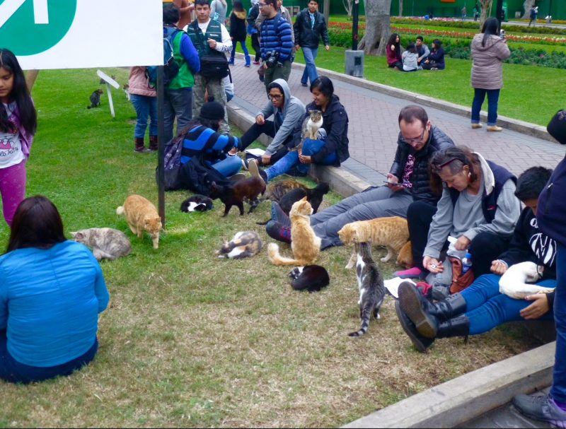 Cats, Parque Kennedy, Lima Peru