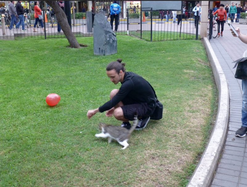 Cats, Parque Kennedy, Lima Peru