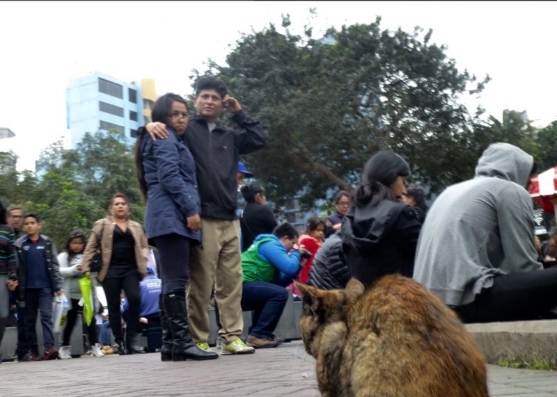 Cats, Parque Kennedy, Lima Peru